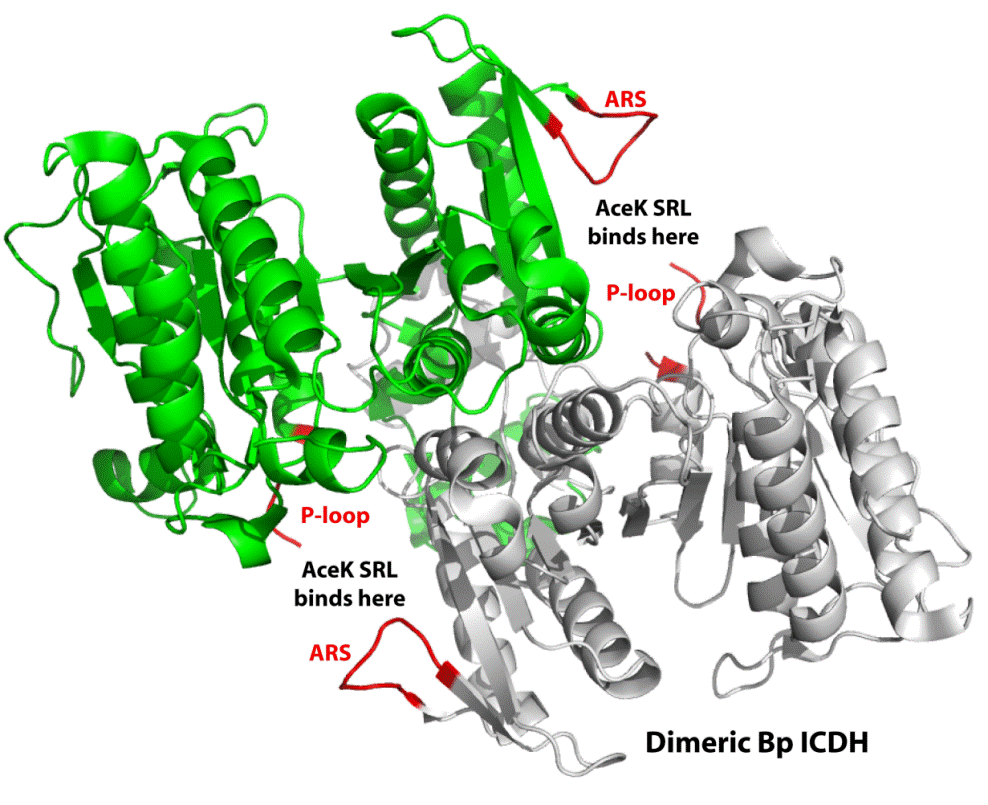 Cartoon representation of ICDH structure