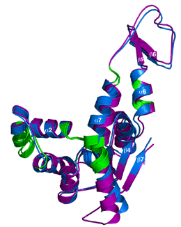 Cartoon representation of ADK structure