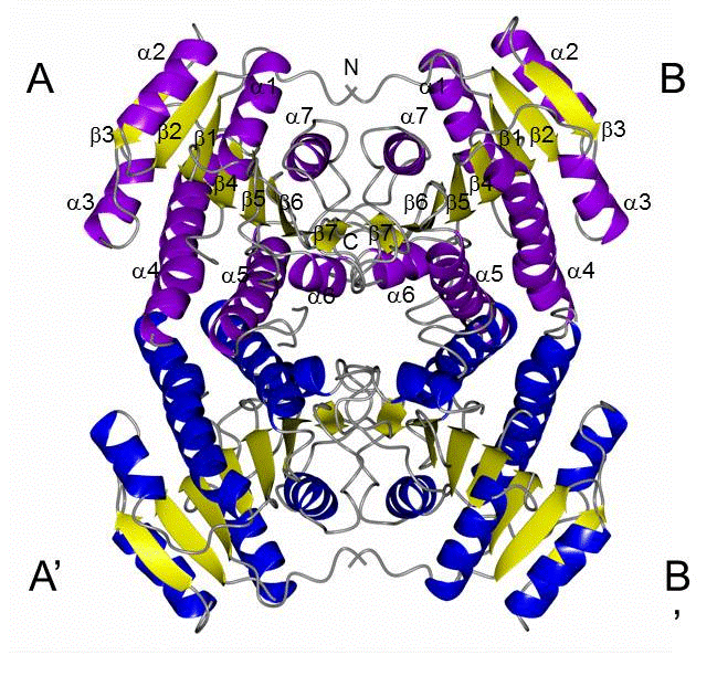 Cartoon representation of FabG structure