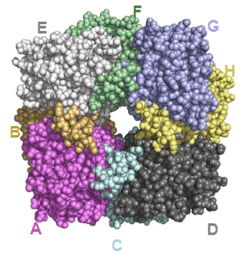 Cartoon representation of PBGS structure