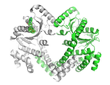 Cartoon representation of Ras GT3 structure