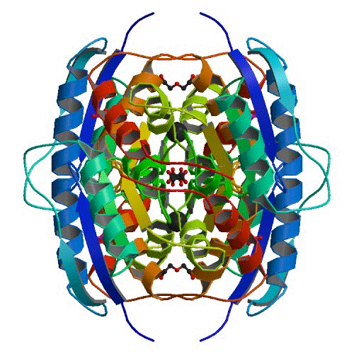 Cartoon representation of RpiB structure