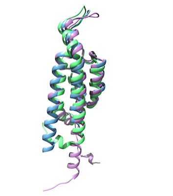 Overlay of 3 Bartonella BID domains