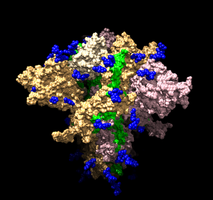 model structure of Spike protein
